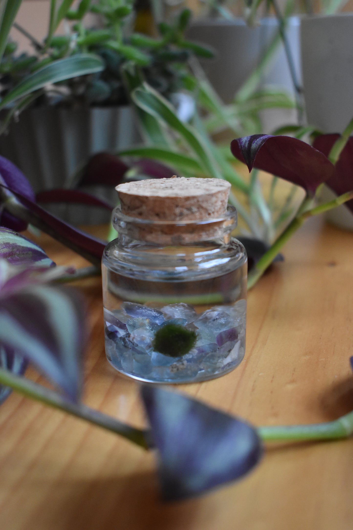 Little Marimo Moss Ball Jar