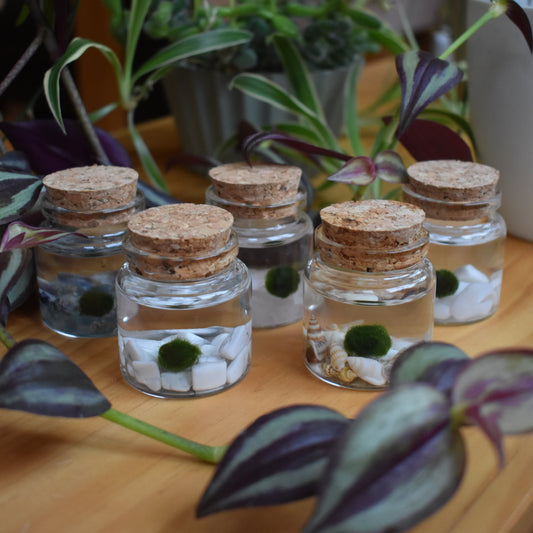 Little Marimo Moss Ball Jar