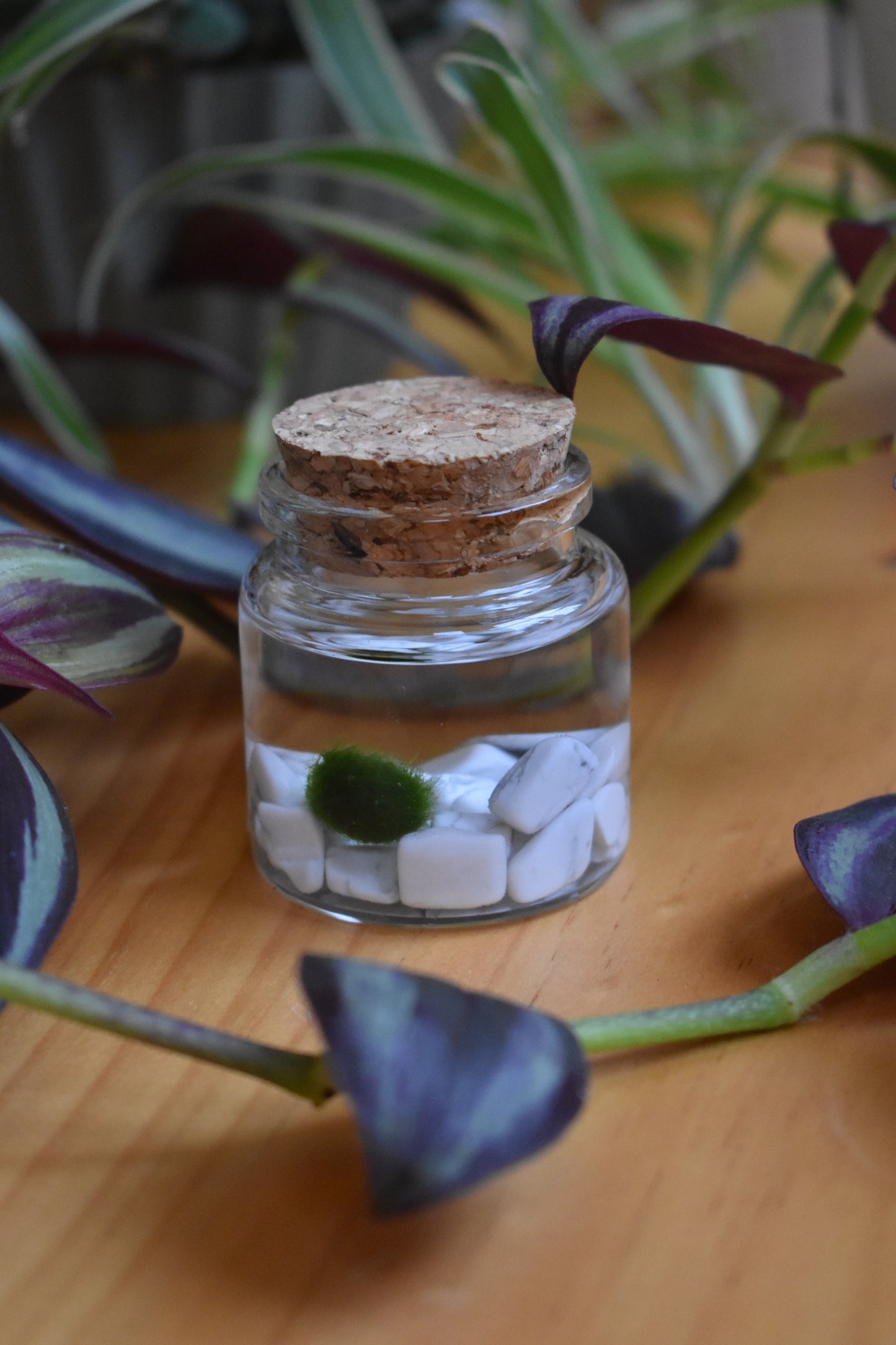 Little Marimo Moss Ball Jar