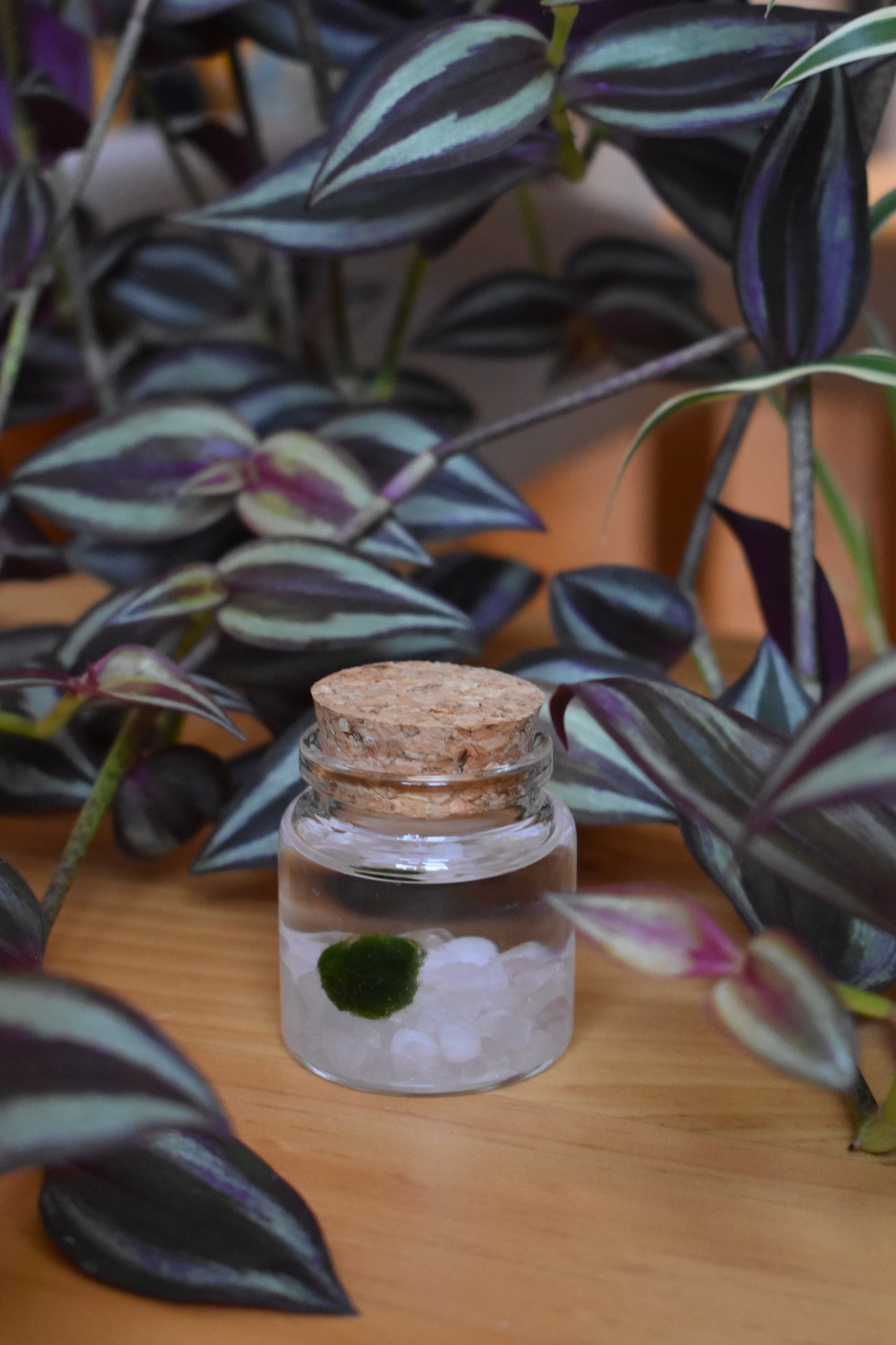 Little Marimo Moss Ball Jar