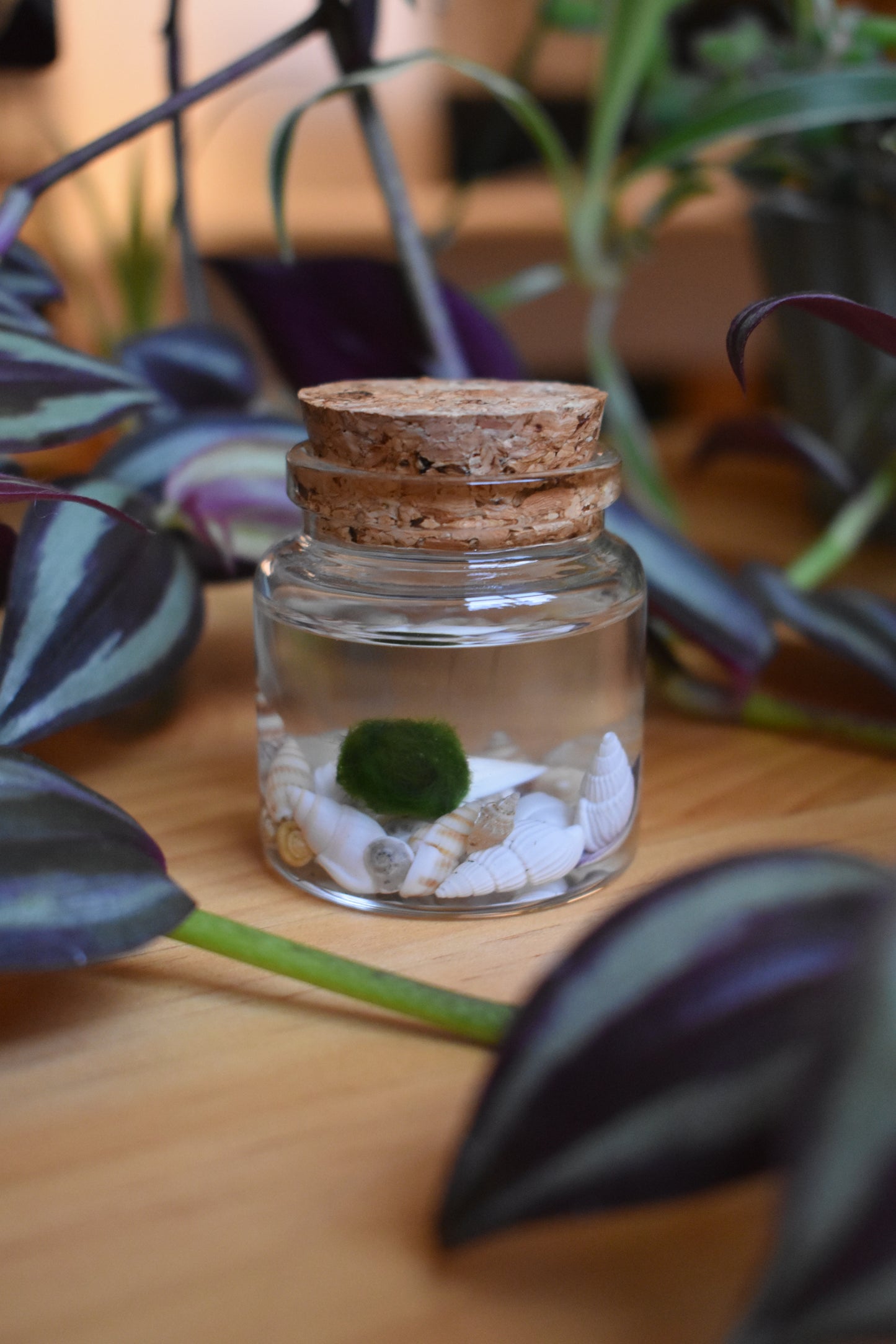 Little Marimo Moss Ball Jar