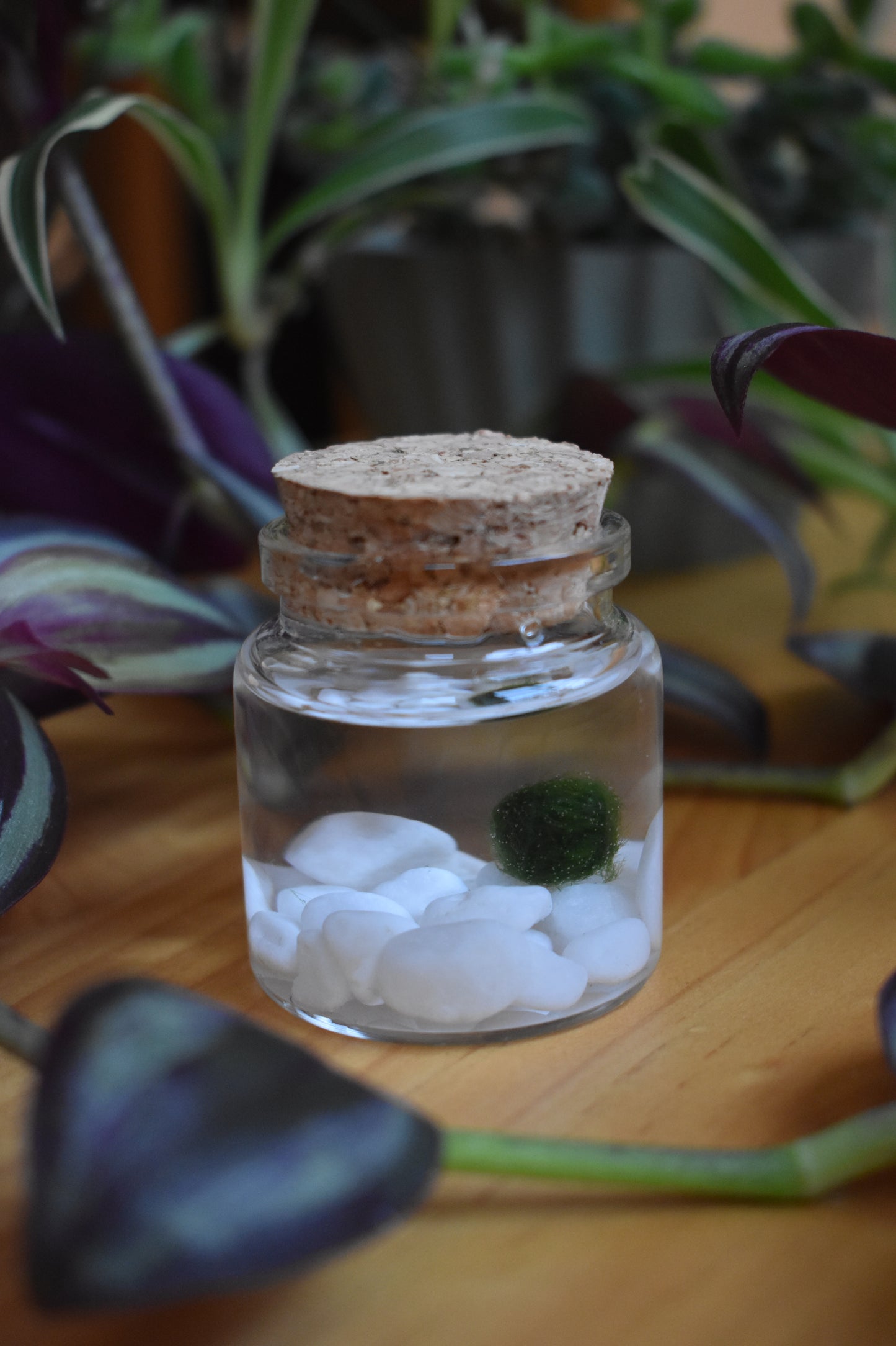 Little Marimo Moss Ball Jar