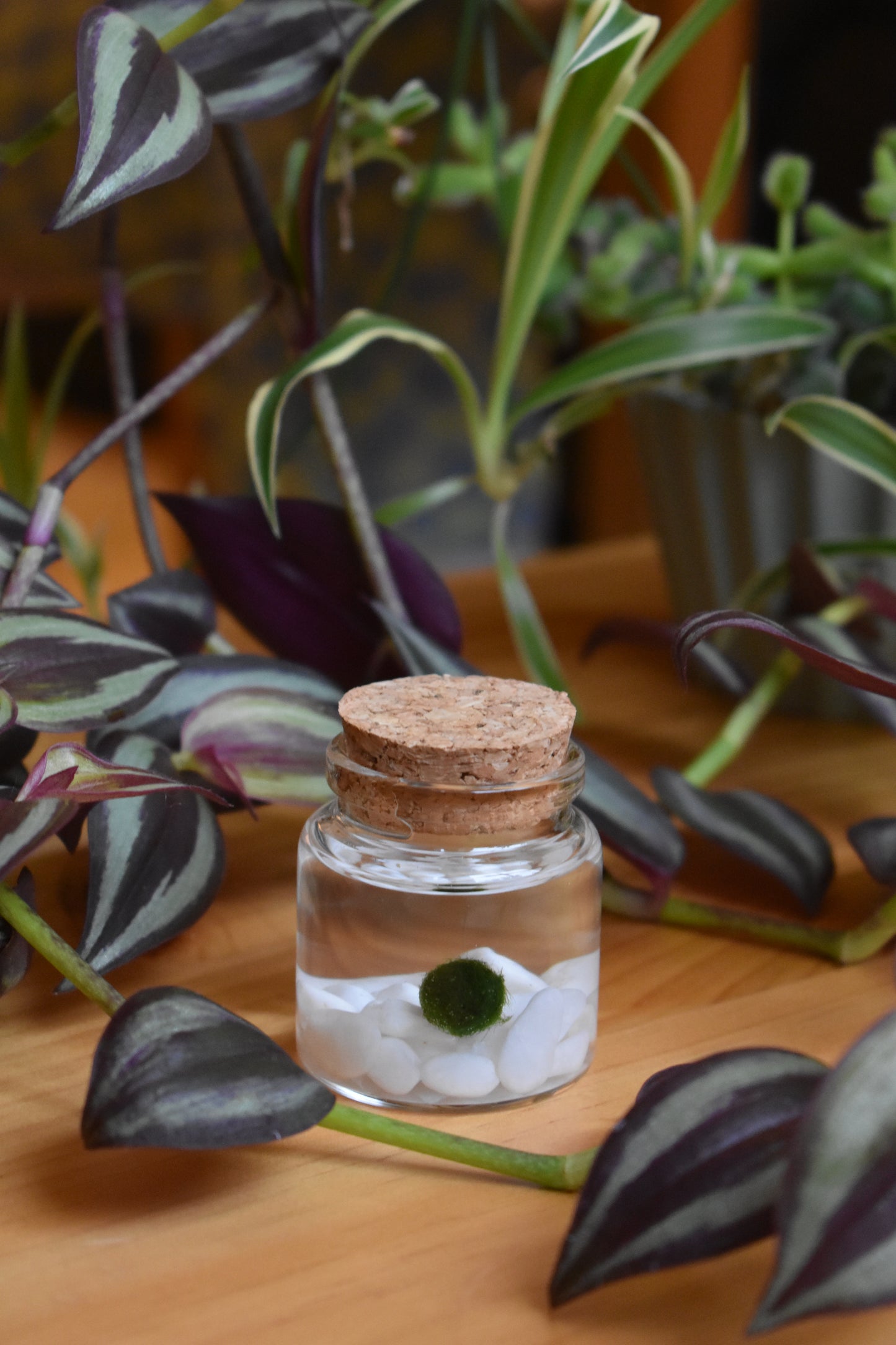 Little Marimo Moss Ball Jar